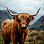 Highland Cow