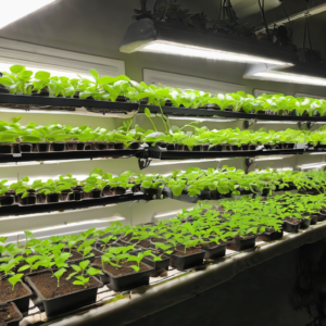 Otthoni palántázás lépésről lépésre